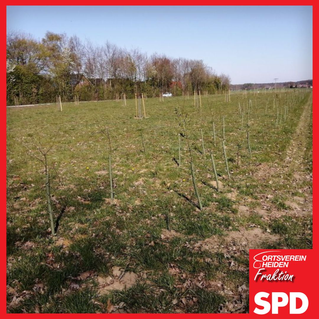 Baumpflanzung