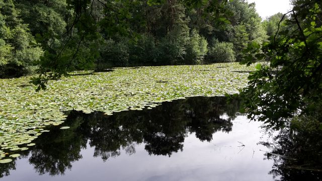 kranenmeer01.jpg